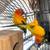 Sun Conures 5 thumbnail