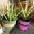 Aloe plants 2 thumbnail