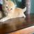 Adorable pure bred Persian kittens! 2 thumbnail