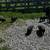 KenuKenu piglets 5 thumbnail