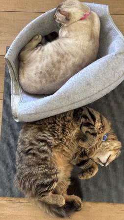 Do you have a loving home for these two kittens?63955993524227121
