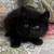 Mane coon mix 1 thumbnail