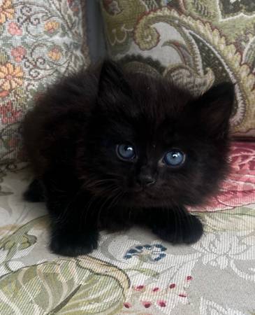 Mane coon mix 1