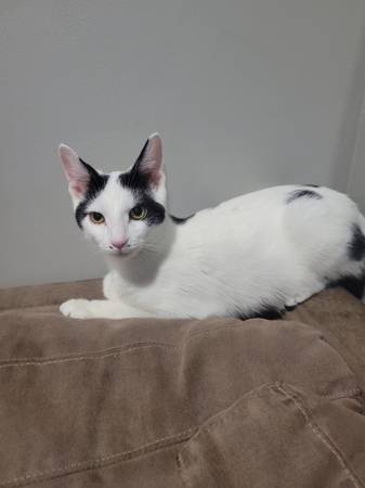 1 year old white and black cat (Batavia)63908215676931120