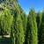 Premium Quality Cedar Hedges For Sale 12 thumbnail