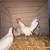 Azteca and OEGB  mini roosters/Bantam 3 thumbnail