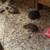 Button Quail 2 thumbnail