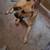 Black Mouth Cur Mix Needing To Be Rehomed 4 thumbnail