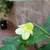 Abutilon, flowering maple 3 thumbnail