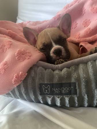 Female french bulldog (Katy)63859317771651120