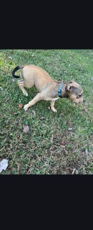 staffordshire terrier puppy for sale $400.00 1