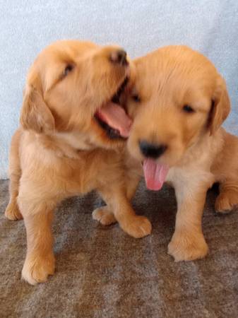 Cachorros Golden Retriever (Gilbert)64007247874050120