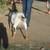 ADGA Nigerian Dwarf Does. Forced to Downsize 2 thumbnail