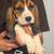 Basset hound puppies 2 thumbnail