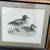Framed Waterfowl Prints Teal Ducks Canada Goose Canadian Print is 11x9 2 thumbnail