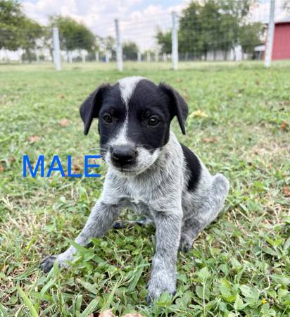 Blue Heelers (Temple)63839343578369120