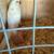 Bird 4 thumbnail