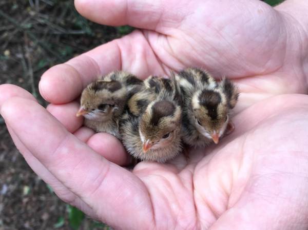 New Hatch~COTURNIX QUAIL CHICKS~one week old 1