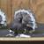 Indian fantails pigons 2 thumbnail