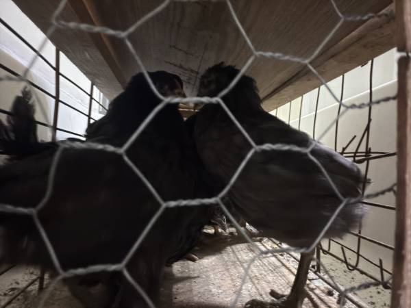 Chickens (Mountain City)547027530443008001