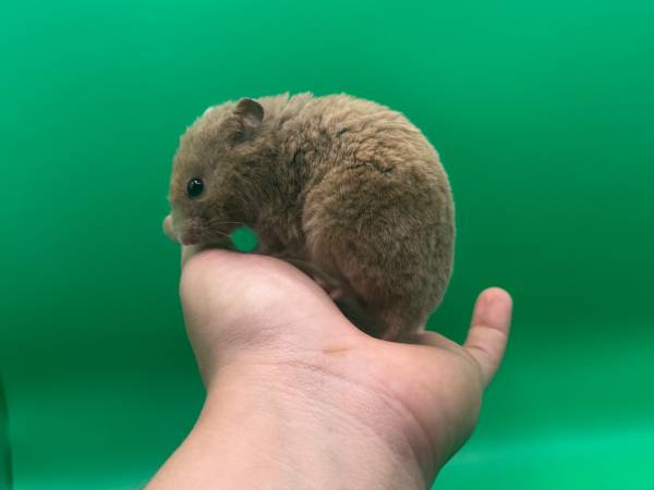Hamsters526657248612864001