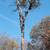 🌳 JJ TREE EXPERTS LLC 🌳 TREE AND LANDSCAPING SERVICES 🌳 25% OFF!! 1 thumbnail