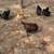 Chickens 2 thumbnail