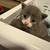 Kittens 1 thumbnail