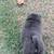 Chow Chow Puppies 10 thumbnail