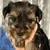 YORKIES. 7 thumbnail