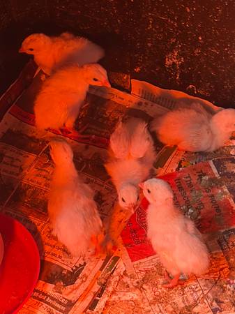 White Guinea Chicks 1