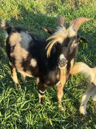 Cabras enanas nigerianas - $100 (Altoona)63438159201923124