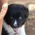 Border Collie Austrailian Shepards (Border Aussie) 11 thumbnail