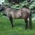 AQHA POCO BUENO/TWO EYED JACK FILLY 8 thumbnail