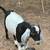 Nubian goats 3 thumbnail