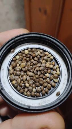 Cannabis seeds 1