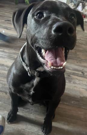 Chocolate lab (Thousand oaks)63952982875522123