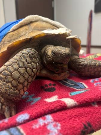 Looking for Desert Tortise in need for rehoming (Las Vegas)63860185298691121