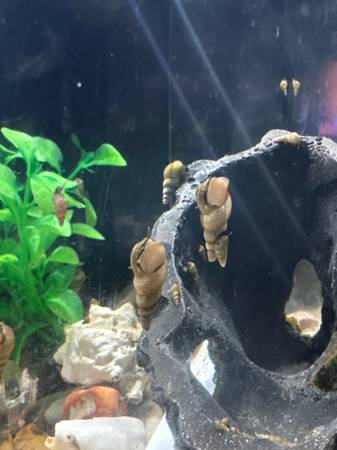 Caracoles de acuario saludables (caracoles de trompeta malayos). (Sur de Lincoln)63623063373313123