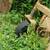 3pt Land Pride finish mower 7 thumbnail