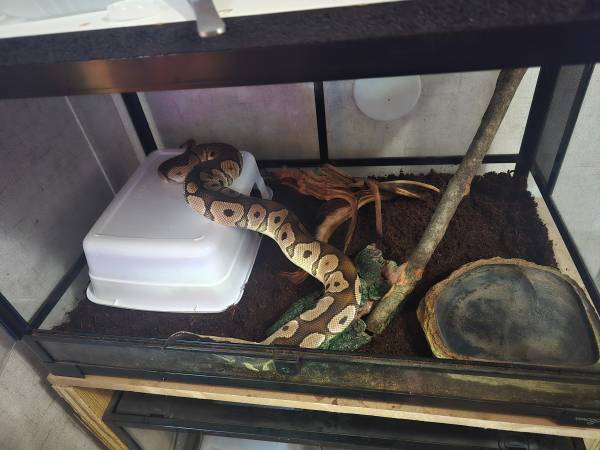 Ball pythons 1