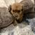 Rehoming female puppies!! 7 thumbnail