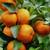 Cara Cara Orange Trees - The sweetest among the Sweets 4 thumbnail