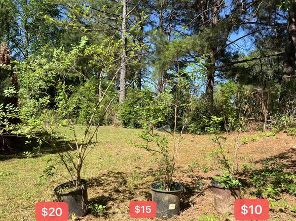 Lower Price Grape Myrtle 1