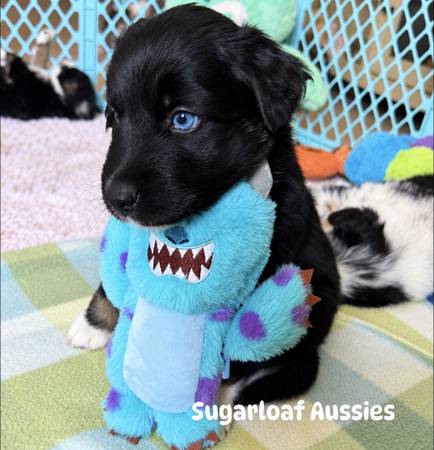 Australian shepherds 1