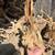 Wood 4 thumbnail
