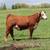 Bred Cows for Sale 5 thumbnail