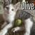 Pair of kittens 3 thumbnail