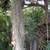 PLANT-LARGE STAG FERN IN CLAY POT 19 thumbnail