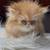 Persian kittens 3 thumbnail
